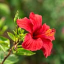 A closeup of a Hibiscus flower