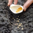 A closeup of a person dropping pepper seeds into ground from a small paper pouch