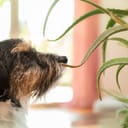 dog looking at an aloe vera plant