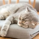 Cat sleeping on a cushion