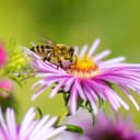 A bee harvesting a pink and purple flower