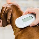 Person scanning a dog for microchip