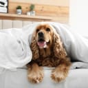 Cute English cocker spaniel covered with soft blanket on bed