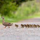 Close-up of a mother duck and her ducklings crossing the street.