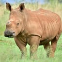 An African rhinoceros