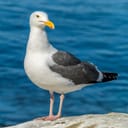 close-up of a seagull on a seaside rock