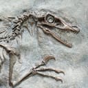 Closeup of a dinosaur fossil embedded in stone