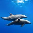 Two dolphins swimming next to each other