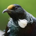 A close up portrait of a New Zealand native tui bird with pollen on it's head.