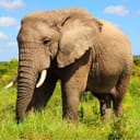 African elephant in the wild
