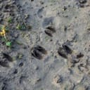Close up of deer footprints in mud