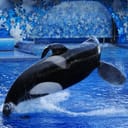 Close-up of a killer whale Tilikum performing in a Shamu show at SeaWorld Orlando.