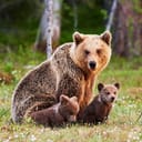 A mother bear with two cubs