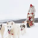 team of three Siberian Huskies pulling a sleigh with a young couple