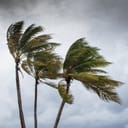 Three palm trees bent because of Hurricane Delta along the shores of Grand Cayman.