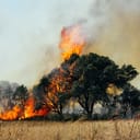 big tree caught by a forest fire near a city
