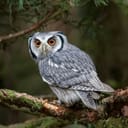 A closeup of a grey own standing on a branch