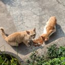 top view of two stray cats eating dry cat food on the street