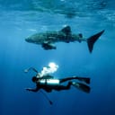 man in a diving suit swimming underwater with a juvenile whale shark above him