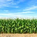 panoramic view of a cornfield with blue sky in the background