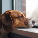 Close-up view of a bored brown Harrier mix dog, resting its head on a window sill, gazing at the rain outside.