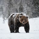 beautiful brown bear walking in the snow in Finland while descending a heavy snowfall