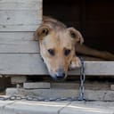 A chained dog poking his head from the kennel