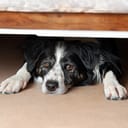 A dog hiding under a bed