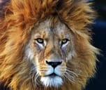 mane (【Noun】hair that grows on the neck or back of a lion or horse ...