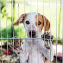 A puppy in a shelter