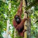 Orangutan hanging onto a tree