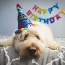 Dog wearing a happy birthday cap