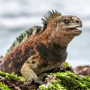 A closeup of a marine Galapagos iguana