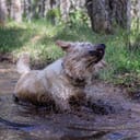 Small dog splashed with muddy water shaking itself off, throwing droplets and mud aside.