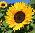 Sunflower in full bloom