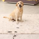 A Labrador dog leaving muddy paw prints o the carpet