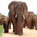 female elephant matriarch leading her herd to a watering hole in Addo Elephant National Park, Eastern Cape, South Africa