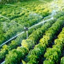 irrigation system watering crops in an agricultural field