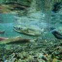 Salmon run in a river in the Pacific Northwest