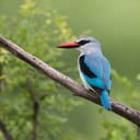 A Woodland Kingfisher sitting on a twig
