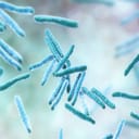 Bacteria Mycobacterium tuberculosis, the causative agent of tuberculosis, 3D illustration
