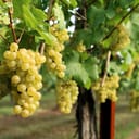 Close-up of clusters of mature Chardonel grapes ready for harvest.