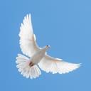 White dove flying in the sky