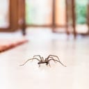 medium spider on glossy white floor