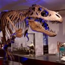 Skeleton of a T-Rex displayed at a museum