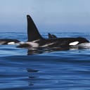 killer whale family hunting off the coast of Monterey, California
