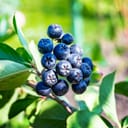 a branch with wild berries