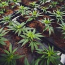 Cannabis plants