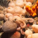 A small octopus on the sea floor among other living organisms