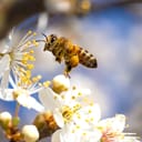 Flying honey bee collecting pollen from tree blossom. Bee in flight over spring background.
